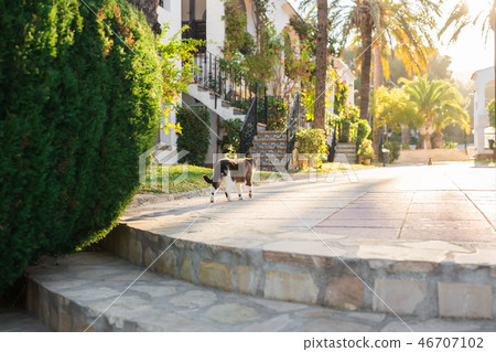 Pet, spring and animals concept - Cute cat walking along path outdoor lit by beams of sun Pet, spring and animals concept - Cute cat walking along path outdoor lit by beams of sun 46707102