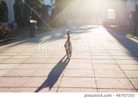 Pet, spring and animals concept - Cute cat walking along path in park lit by beams of sun Pet, spring and animals concept - Cute cat walking along path in park lit by beams of sun 46707103
