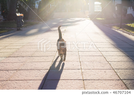 Pet, spring and animals concept - Cute cat walking along path in park lit by beams of sun Pet, spring and animals concept - Cute cat walking along path in park lit by beams of sun 46707104