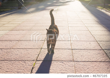Pet, spring and animals concept - Cute cat walking along path in park lit by beams of sun Pet, spring and animals concept - Cute cat walking along path in park lit by beams of sun 46707105