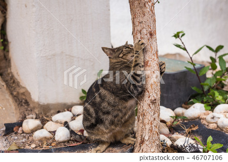 Pet and hygiene - striped cat staying at the tree sharpening claws Pet and hygiene - striped cat staying at the tree sharpening claws 46707106
