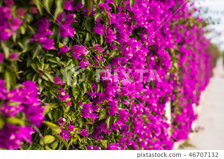Decoration and nature concept - Beautiful purple flowers in garden 46707132