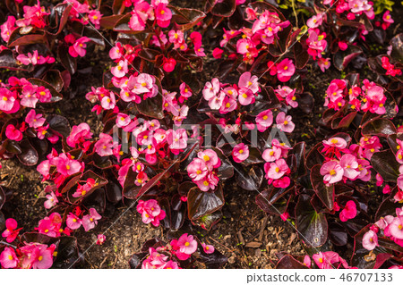 Decoration and nature concept - Beautiful pink flowers in garden 46707133