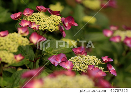 繡球花 繡球花 46707235