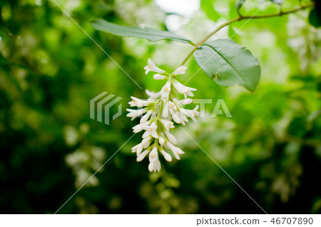 Prairie bloom, spring summer landscape 46707890