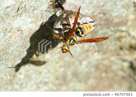 The nesting of the bee wasp 46707901