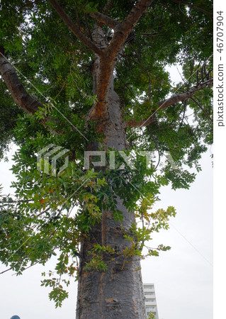 Arikawa Port 2017 3 Arikawa Port 2017 3 46707904