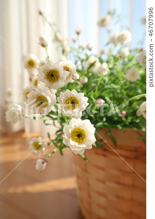 Flower cane 46707996