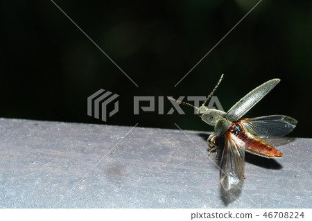A kind of click beetle (immediately before flight) 46708224