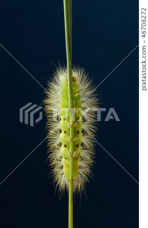 Underside view of hairy caterpillar on grass blade Underside view of hairy caterpillar on grass blade 46708272