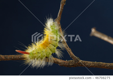 Yellow caterpillar on branch bifurcation 46708275