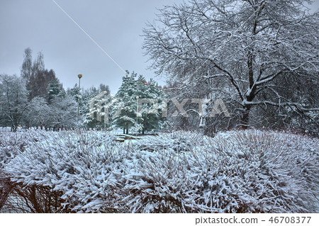colorful Frozen winter forest and shrubs with snow covered trees. colorful Frozen winter forest and shrubs with snow covered trees. 46708377