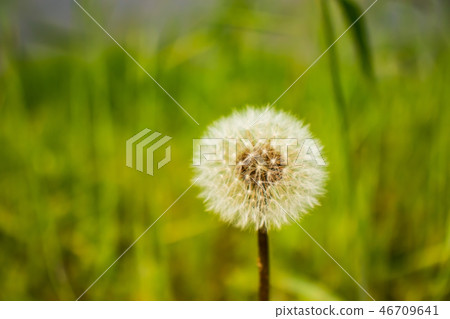 Dandelion hold, spring landscape, nature background Dandelion hold, spring landscape, nature background 46709641