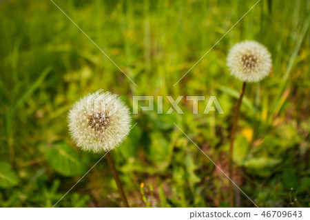 Dandelion hold, spring landscape, nature background Dandelion hold, spring landscape, nature background 46709643