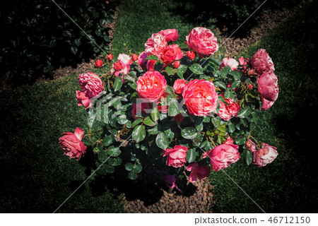 Rose tree with pink roses in a garden Rose tree with pink roses in a garden 46712150