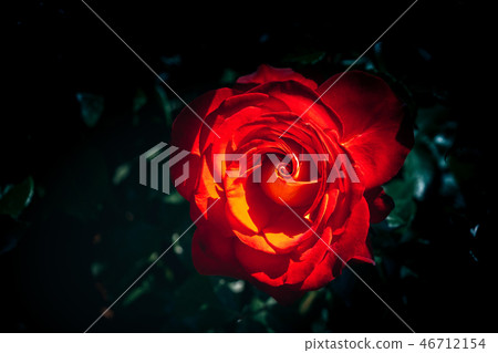 Beautiful fresh roses in close up view Beautiful fresh roses in close up view 46712154