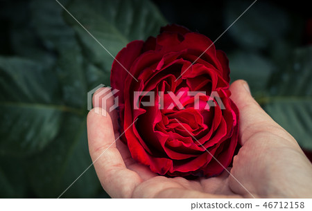 Beautiful colorful Rose Flower Beautiful colorful Rose Flower 46712158
