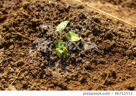 Young green seedling just planted in wet soil Young green seedling just planted in wet soil 46712531