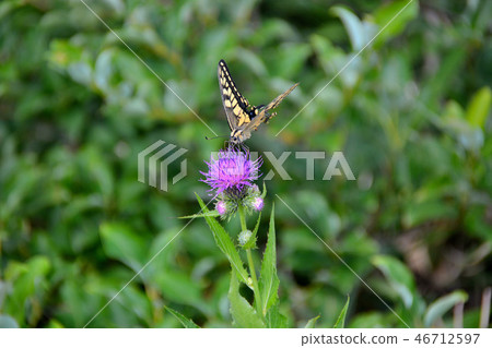 Tohoku, Aomori, Tsugaru, Iwakiyama, Tsugaru Iwaki skyline peak parking lot, Aomori thistle and swallowtail butterfly (11) 46712597