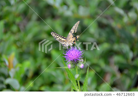 Tohoku, Aomori, Tsugaru, Iwakiyama, Tsugaru Iwaki skyline peak parking lot, Aomori thistle and swallowtail butterfly (17) 46712603