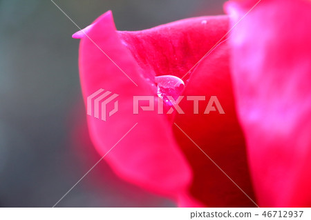 秋天玫瑰紅玫瑰和水在雨以後滴下 46712937