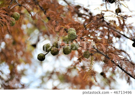 沼杉果 沼杉果 46713496