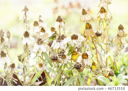 Winter color of the flower bed? ... 1 Winter color of the flower bed? ... 1 46713558