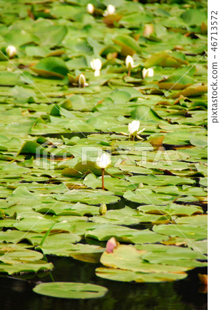 Water lily of the ice chamber pond of Kanshuji 46713572