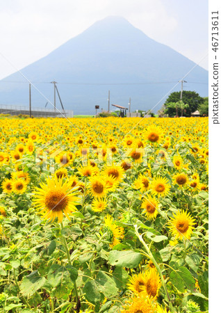 Kaimondake and sunflower field 46713611