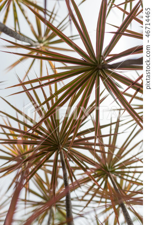 A grove of tropical plant Madagascar Dragon Tree 46714465