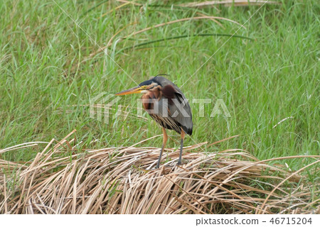 Miyakojima / wild birds in the marsh Miyakojima / wild birds in the marsh 46715204
