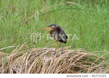 Miyakojima / wild birds in the marsh Miyakojima / wild birds in the marsh 46715205