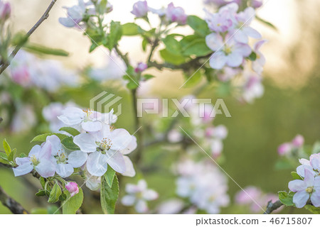 Beautiful apple blossom on sunlight 46715807