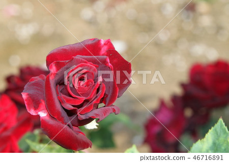 花玫瑰紅色花 花玫瑰紅色花 46716891