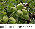 green apples on apple trees 46717254