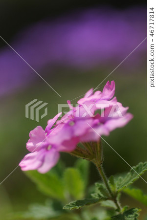 Tottori walks of the four seasons summer flowers 46717814