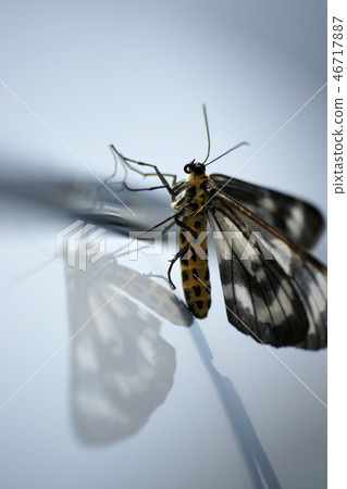 鳥取四季走夏天蝴蝶 46717887