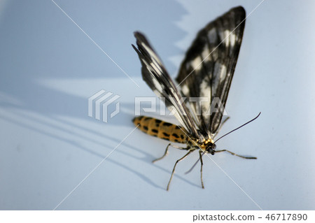 鳥取四季走夏天蝴蝶 46717890