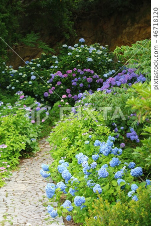 小直徑盛開的繡球花 46718120