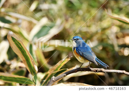 棲息的Ruribitaki 46718163