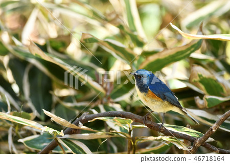 棲息的Ruribitaki 46718164