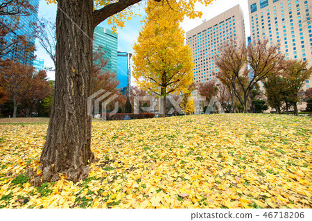 Shinjuku Chuo Park Ginkgo with Autumn Leaves 46718206