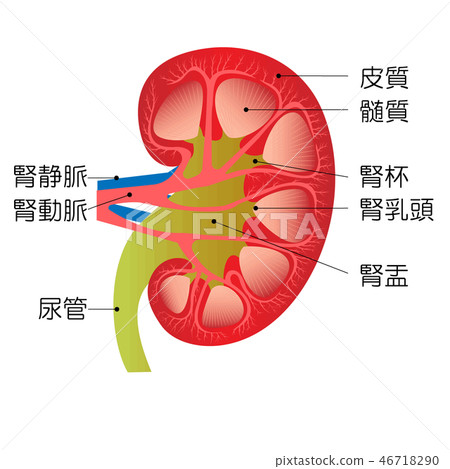 Kidney, sectional view, part name entered - Stock Illustration ...