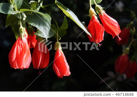 Crimson Flower 46718686