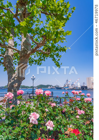 Rose garden of spring Yokosuka Verny Park of Japan 46719978