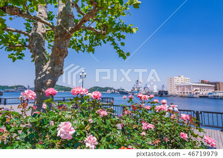 Rose garden of spring Yokosuka Verny Park of Japan 46719979