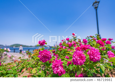 Rose garden of spring Yokosuka Verny Park of Japan 46719981