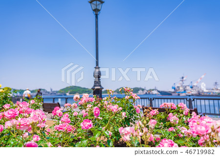Rose garden of spring Yokosuka Verny Park of Japan 46719982