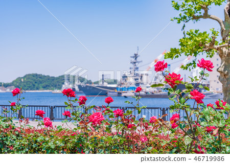 日本的春天Yokosuka Verny公園玫瑰園 46719986