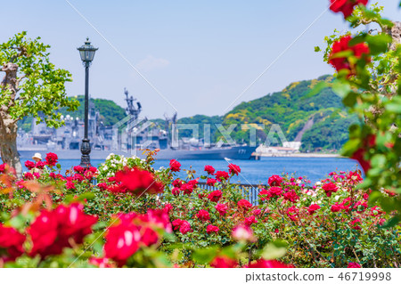 日本的春天Yokosuka Verny公園玫瑰園 46719998